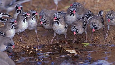 Scaly Feathered Finch South Africa Finches Sparrows African Wildlife