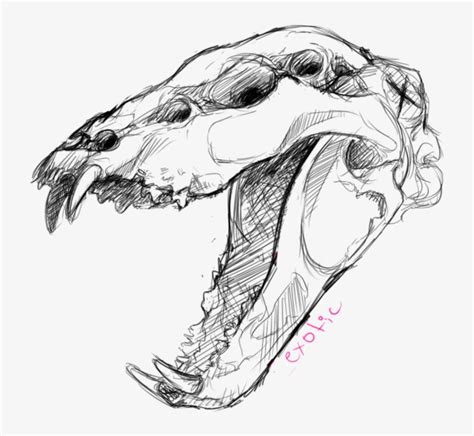 Graphic Download Been Doin Some Anatomy Drawing Of Dog Skull