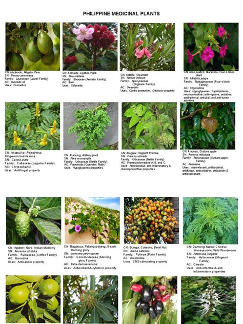 Philippine Medicinal Plants Pdf Plants Nature