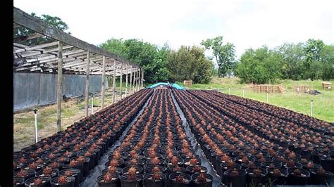 How Cycas Revoluta Seeds Grow Youtube