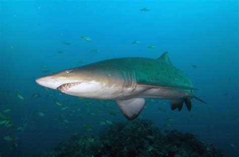 7 Species Of Sharks Your Should Get To Know