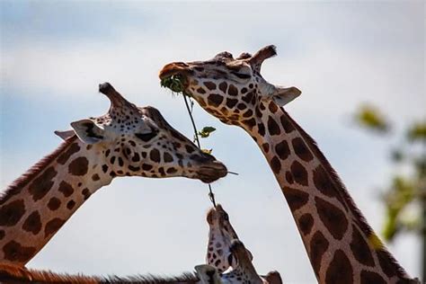Do Giraffes With Longer Necks Get More Sex