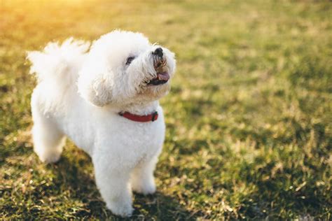 26 Hypoallergenic Dog Breeds For Those With Allergies