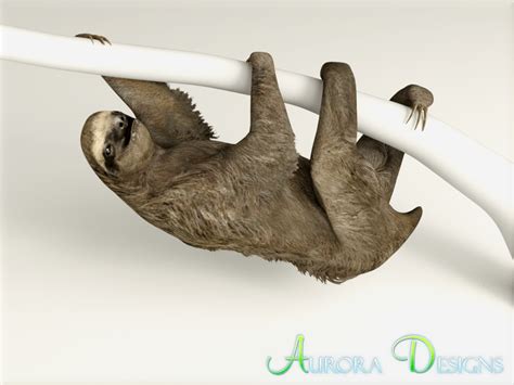 Three Toed Sloth Aurora Designs Zt2 Download Library Wiki Fandom