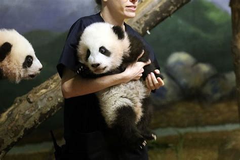 Mei Huan And Mei Lun Panda Bear Atlanta Zoo Cute Animals