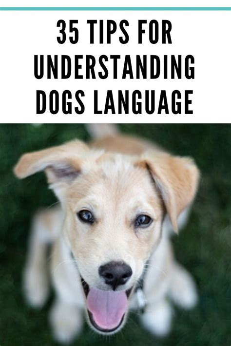 35 Tips For Understanding Dogs Language Dog Language Dog Wellness Dogs