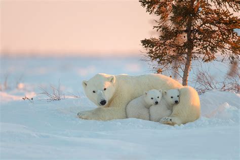 Fondos De Pantalla Osos Oso Polar Nieve Animalia Descargar Imagenes