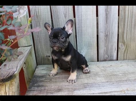 The cheapest offer starts at £650. Rare French Bulldog Puppy Black & Tan - YouTube