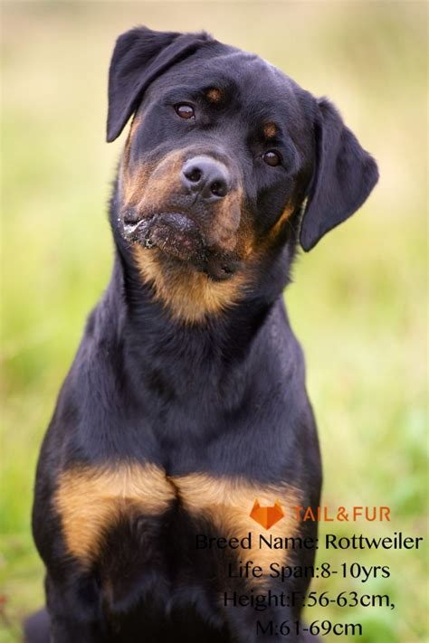 15 Types of Large Dog Breeds with Pictures
