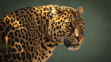 Predator Leopard Wallp Animals Hd Wallpaper