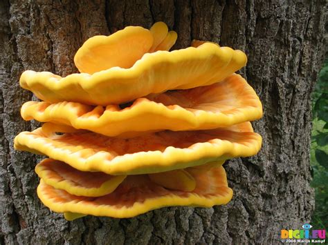 28109 Big Yellow Mushrooms On Tree Sulfur Shelf Laetiporus