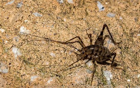 How to treat finished basements for camelback crickets. Is There Anything I Can Do About These Camel Crickets?