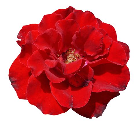 Rose Flower PNG Image PurePNG Free Transparent CC PNG Image Library