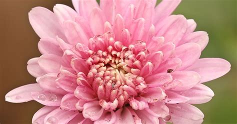 Bunga Krisan Standar Pink Potong Supplier Bunga Batuflora