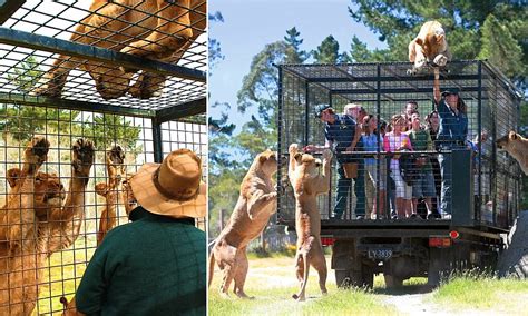 Orana Wildlife Park What A Zoo Should Look Like Scoopify