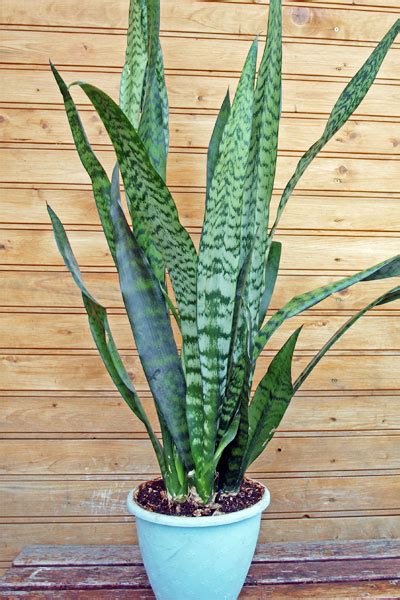 The snake plant is a decorative indoor plant so resistant and resilient thriving on neglect. Snake Plant (Mother-in-law's Tongue) - Care, Growing ...