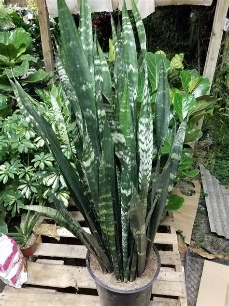 Sansevieria Black Coral Plant In 14 Inch Pot About 36 Inches Etsy