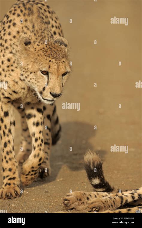 Cheetah Looking At Another Cheetahs Tail Thanda Game Reserve Kwazulu