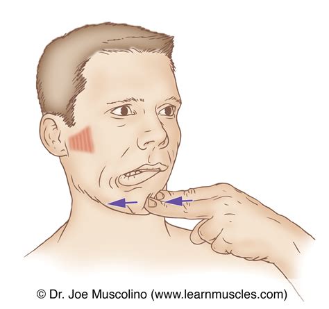 Lateral Pterygoid - Stretching - Learn Muscles