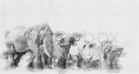 Big African Five Animal Black And Stock Image Colourbox