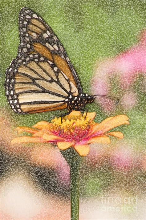 Graphic of monarch butterfly on different product templates. Monarch Butterfly Color Pencil in 2020 | Butterfly drawing ...