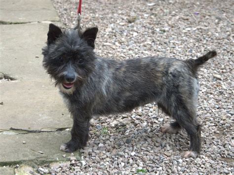 Pixie 18 Month Old Female Cairn Terrier Cross Dog For Adoption