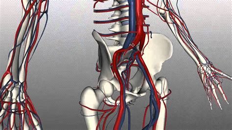Veins Of The Body Part 2 Anatomy Tutorial Youtube