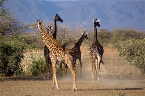 Giraffes The Massive Extinction That Nobody Knows Communicating
