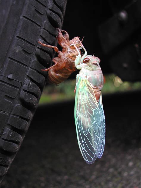 Known around the world for being on a 17 year cycle, many people believe they're a sign of the end. Cicada Emerging from Exoskeleton 1 | Pics4Learning