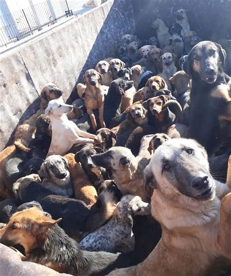 70 hunde dem tod ausgeliefert 😭😭😭 kitmir tierhilfe demirtas e v