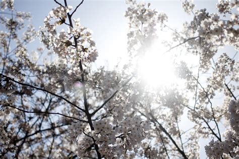 무료 이미지 경치 자연 분기 식물 목재 꽃잎 서리 애정 시즌 벚꽃 파란 하늘 꽃들 사쿠라 과즙 봄