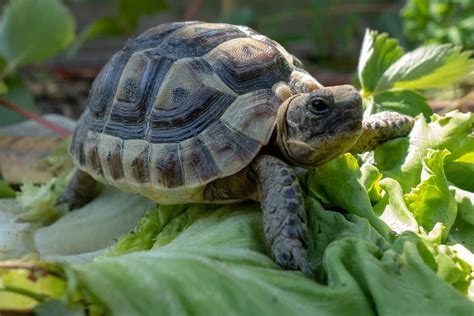 How to Take Care of a Baby Turtle (Care Sheet & Guide 2021) – SHOP WITH