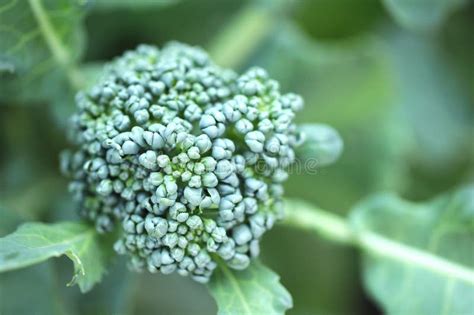 Broccoli Flower Stock Image Image Of Background Garden 34922613