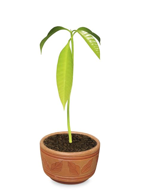 Can You Grow Mango Trees In A Pot Tips On Growing Mango Trees In