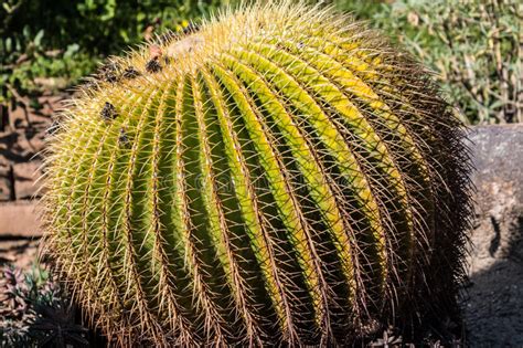 Large Golden Barrel Cactus With Grass Stock Image Image Of Green