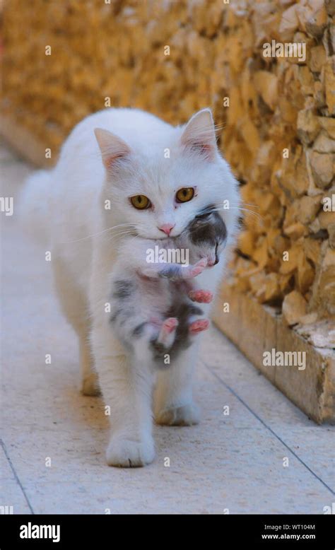 Cat Carrying Kitten Stock Photo Alamy