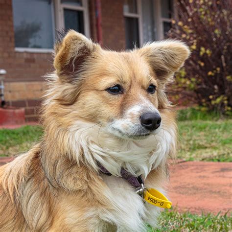 Apollo D0054 Small Male Papillon X Chihuahua X Corgi Mix Dog In Wa