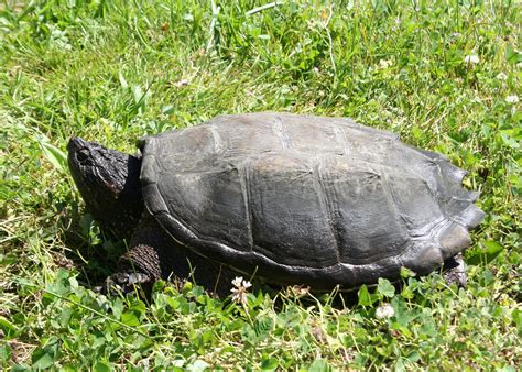 State Advises Oregonians To Watch Out For Snapping Turtles Oregon