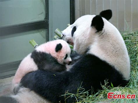 Panda Cub Born At Tokyo Zoo Named Xiang Xiang14