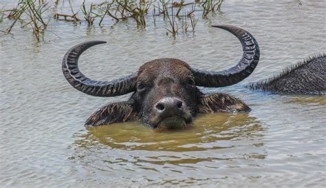 Cannundrums Wild Water Buffalo