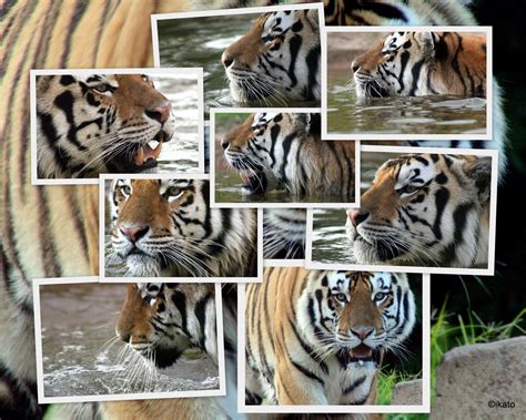Timeline Photos Mike The Tiger Collage