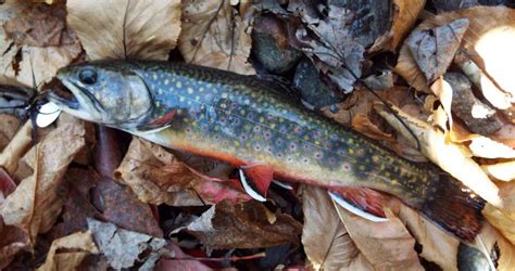The Beauty Of Brook Trout And The Smokies In November