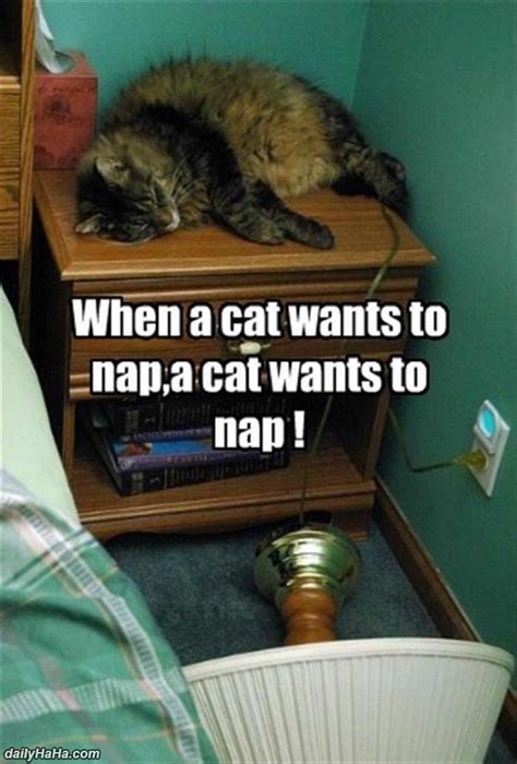 A Cat Wants To Nap
