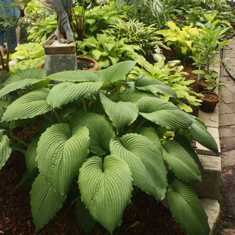 Hosta Niagara Falls Perennial Resource