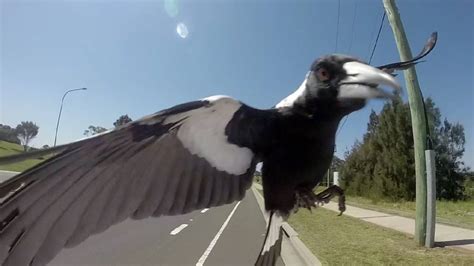 Look Out Tis The Season For Swooping Magpies St George And Sutherland