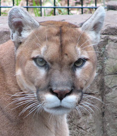 Maybe you would like to learn more about one of these? Los Pumas invaden Taringa - Taringa!