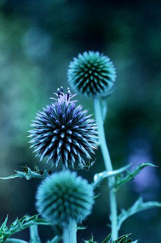 Untitled | Shades of teal, Shades of blue, Turquoise flowers