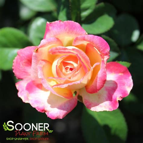 Love And Peace Rose Sooner Plant Farm