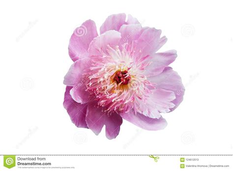 A Peony Flower With White Pink Petals And A Bright Core Stock Image