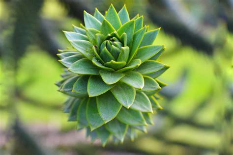 Araucaria araucana is the hardiest species in the conifer genus araucaria. Key Tips on How to Grow and Care for the Monkey Puzzle ...